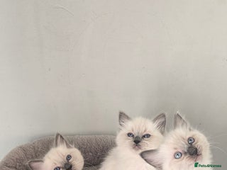 Ragdoll cats Pedigree Quality Ragdolls. - Advert 2