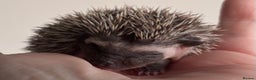 Pygmy Hedgehog rodents for sale: Girls Boys Ethically Bred African Pygmy Hedgehogs - Advert 10