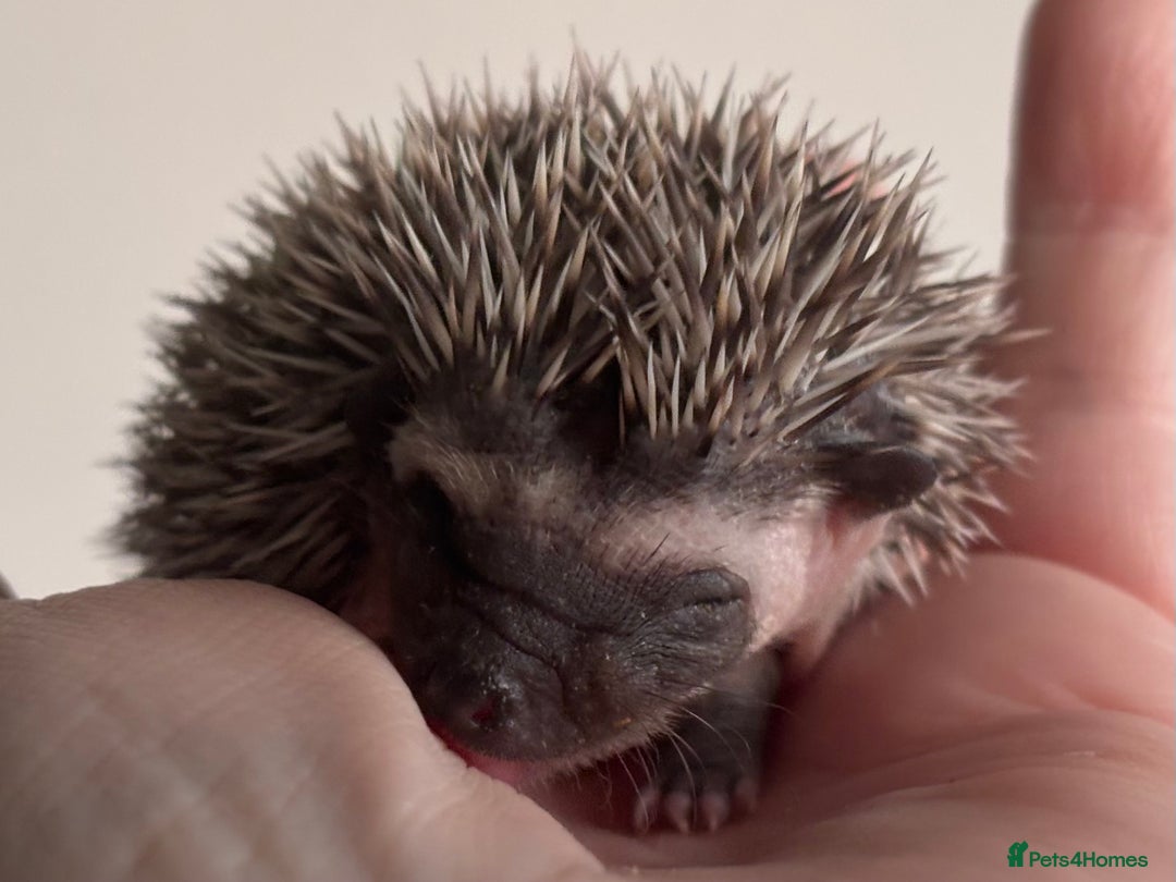 Pygmy Hedgehog rodents for sale: Girls Boys Ethically Bred African Pygmy Hedgehogs - Advert 10