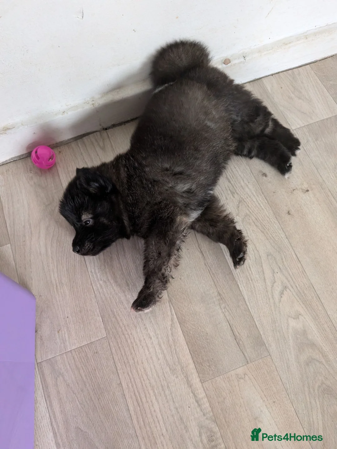 Mixed Breed dogs for sale: Puppies  - Advert 2