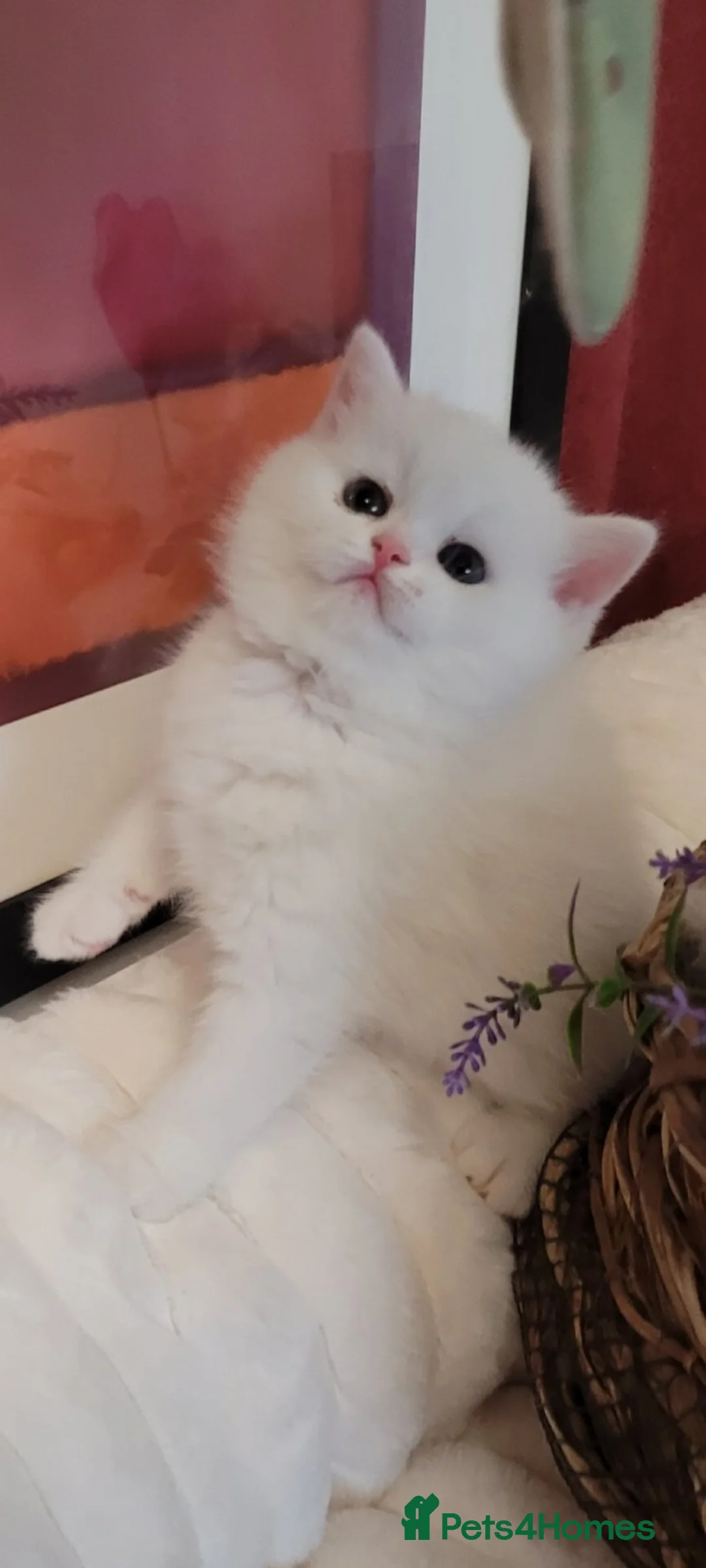 British Shorthair cats for sale: White British Shorthair pedigree boy - Advert 1