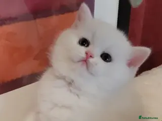 British Shorthair cats White British Shorthair pedigree boy - Advert 3