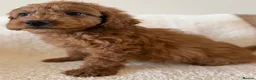 Cavapoo dogs for sale: Extensively health tested fox red Cavapoo puppy’s  - Advert 9