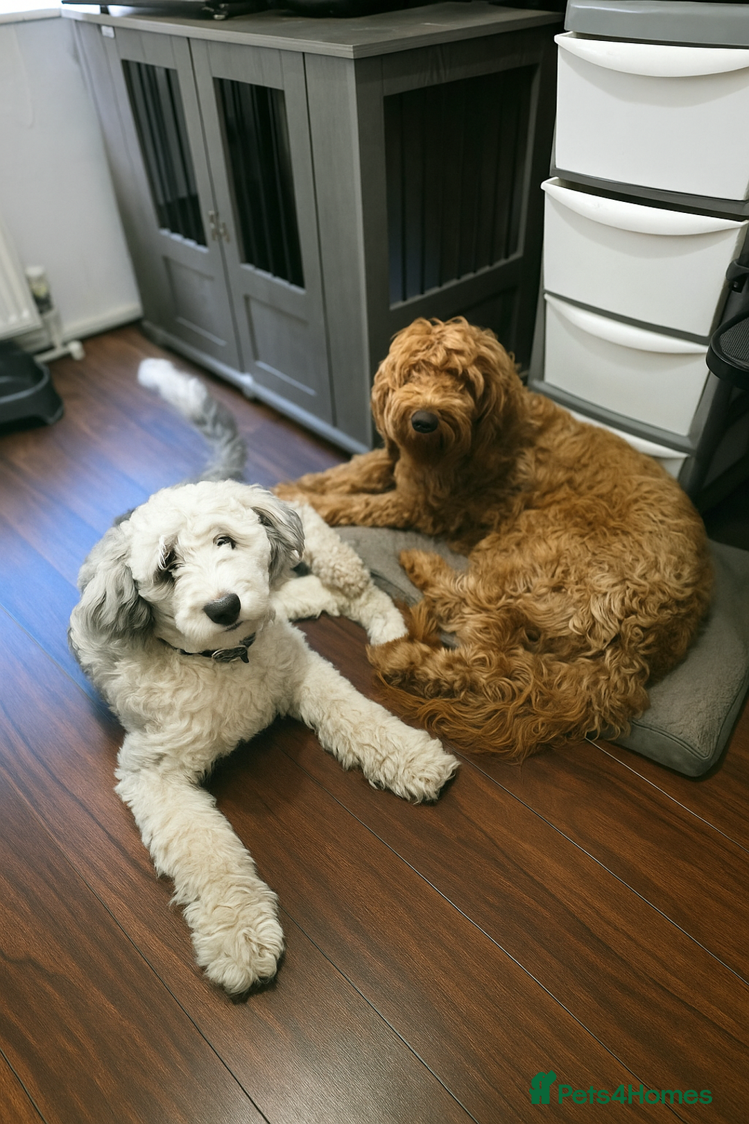 Sheepadoodle dogs for sale: Gorgeous girl  - Image 3