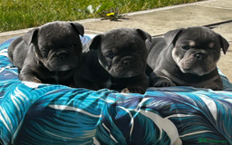 French Bulldog dogs for sale: Beautiful litter of French Bulldog Puppies! - Advert 1