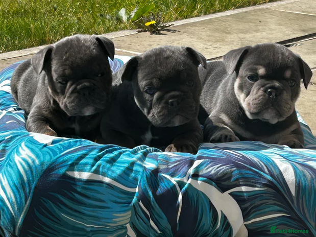 French Bulldog dogs Beautiful litter of French Bulldog Puppies! - Advert 1