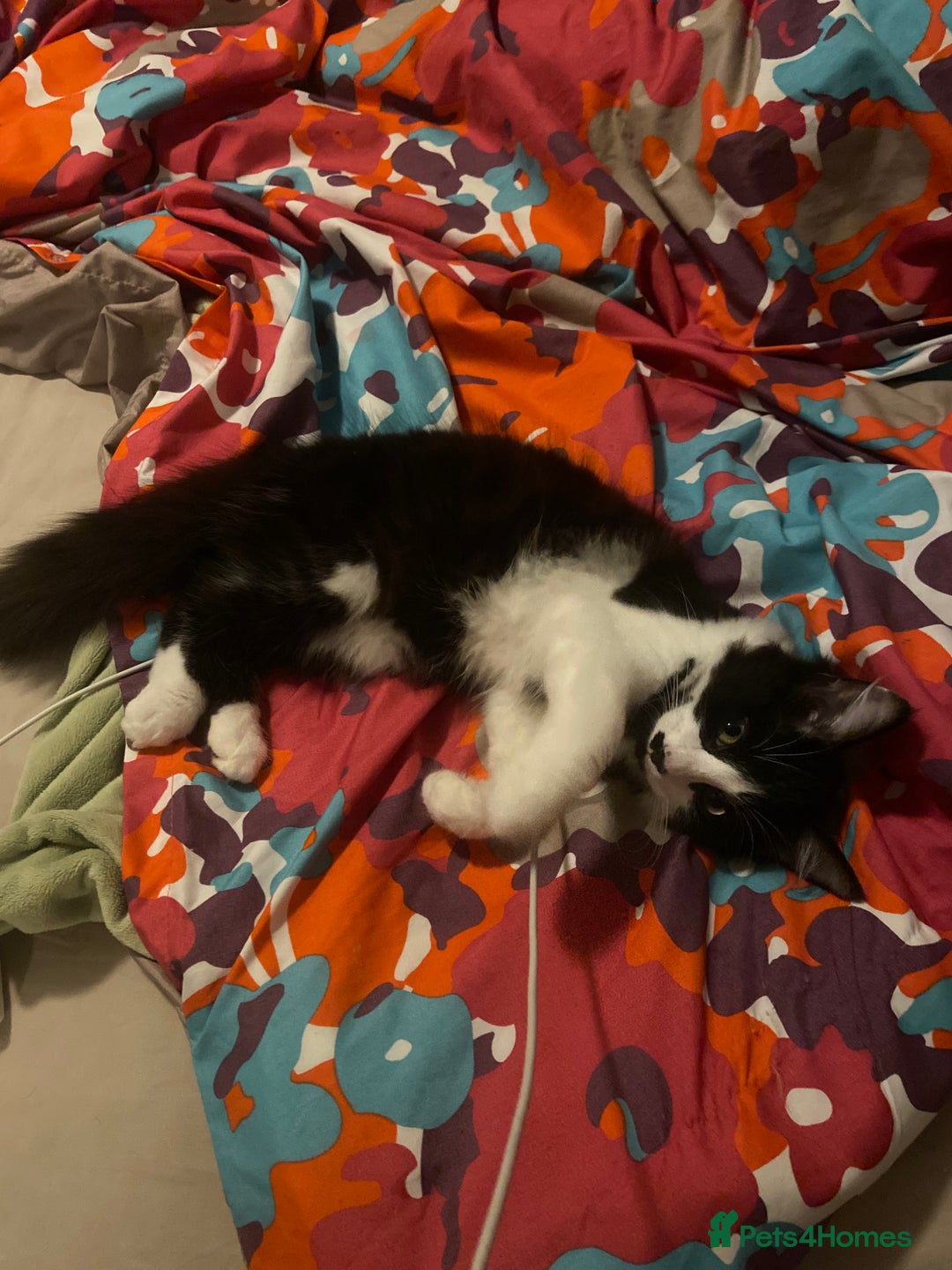 Maine Coon cats for sale: Main coon / Bombay kitty  - Image 4