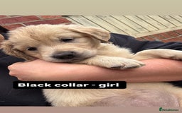 Golden Retriever dogs for sale: Golden retriever X Goldador puppies - Image 6