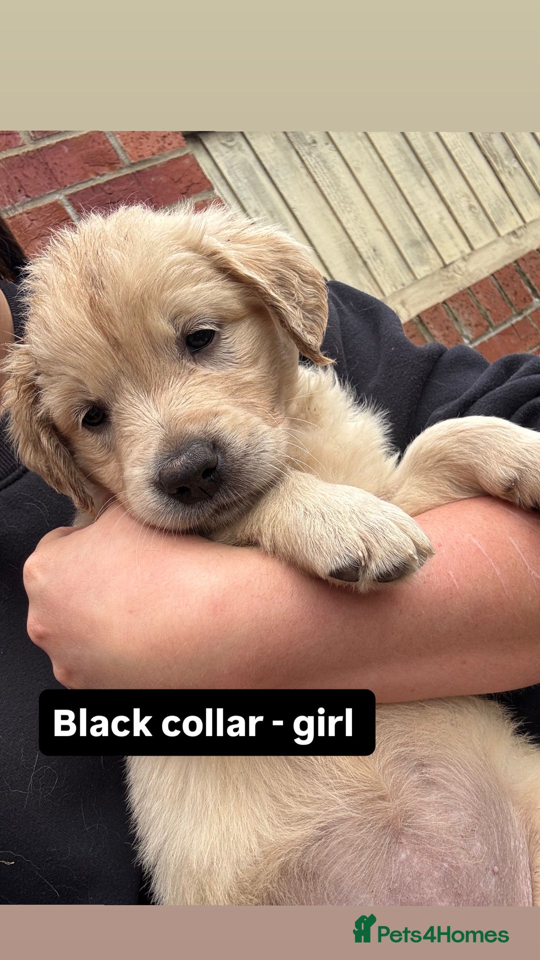 Golden Retriever dogs for sale: Golden retriever X Goldador puppies - Image 6