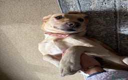 Labrador Retriever dogs for sale: 🐾 Loving Labrador Needs a New Home 🐾 - Image 3