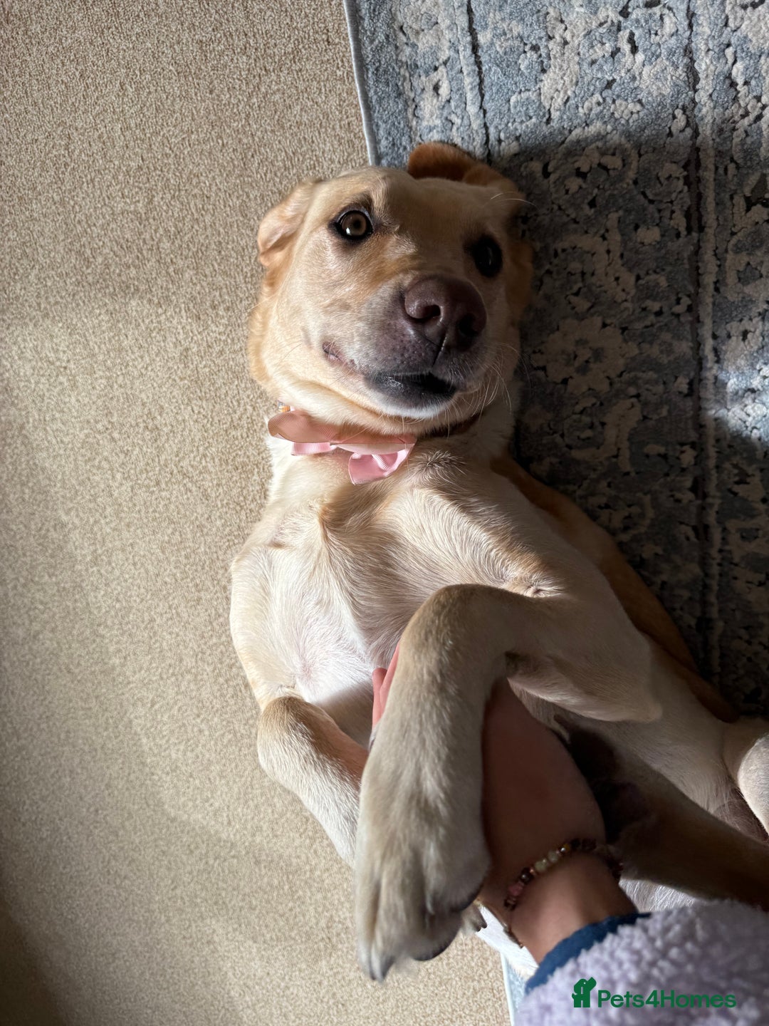 Labrador Retriever dogs for sale: 🐾 Loving Labrador Needs a New Home 🐾 - Image 3