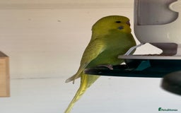 Budgerigars birds for sale: Budgies for sale - Image 9