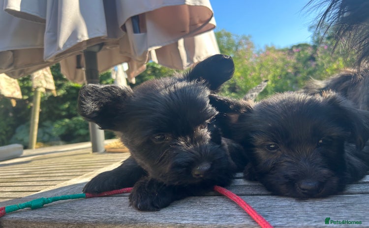 Skye Terrier dogs - Advert 1