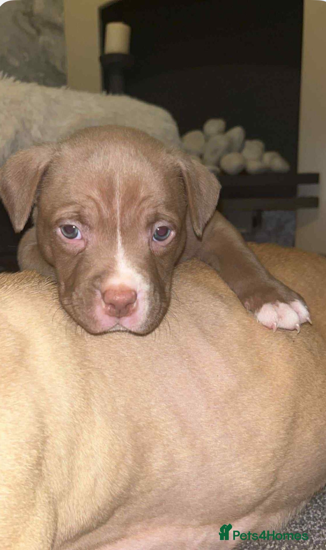 American Bully dogs for sale: Pocket bully puppies - Advert 12