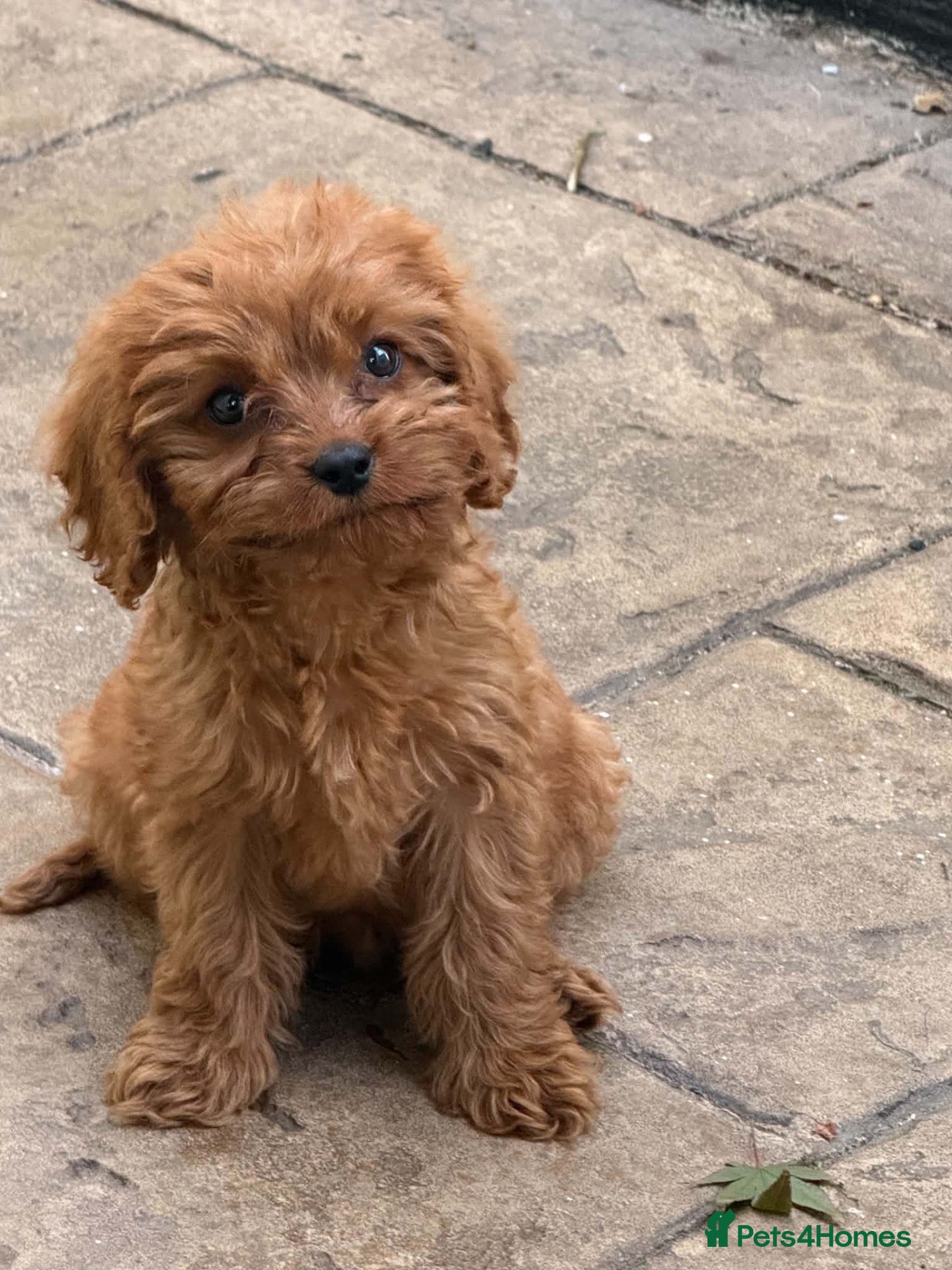 Cavapoo dogs Cavapoo  - Advert 4