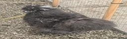 Chickens poultry for sale: Silkie cockerels forsale in Walsall - Advert 2