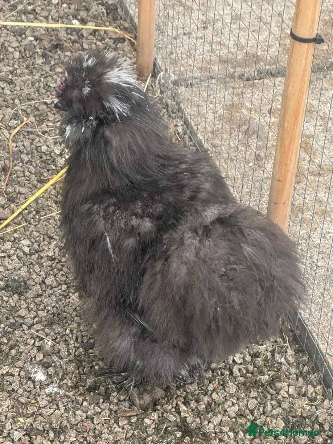 Chickens poultry for sale: Silkie cockerels forsale in Walsall - Advert 2