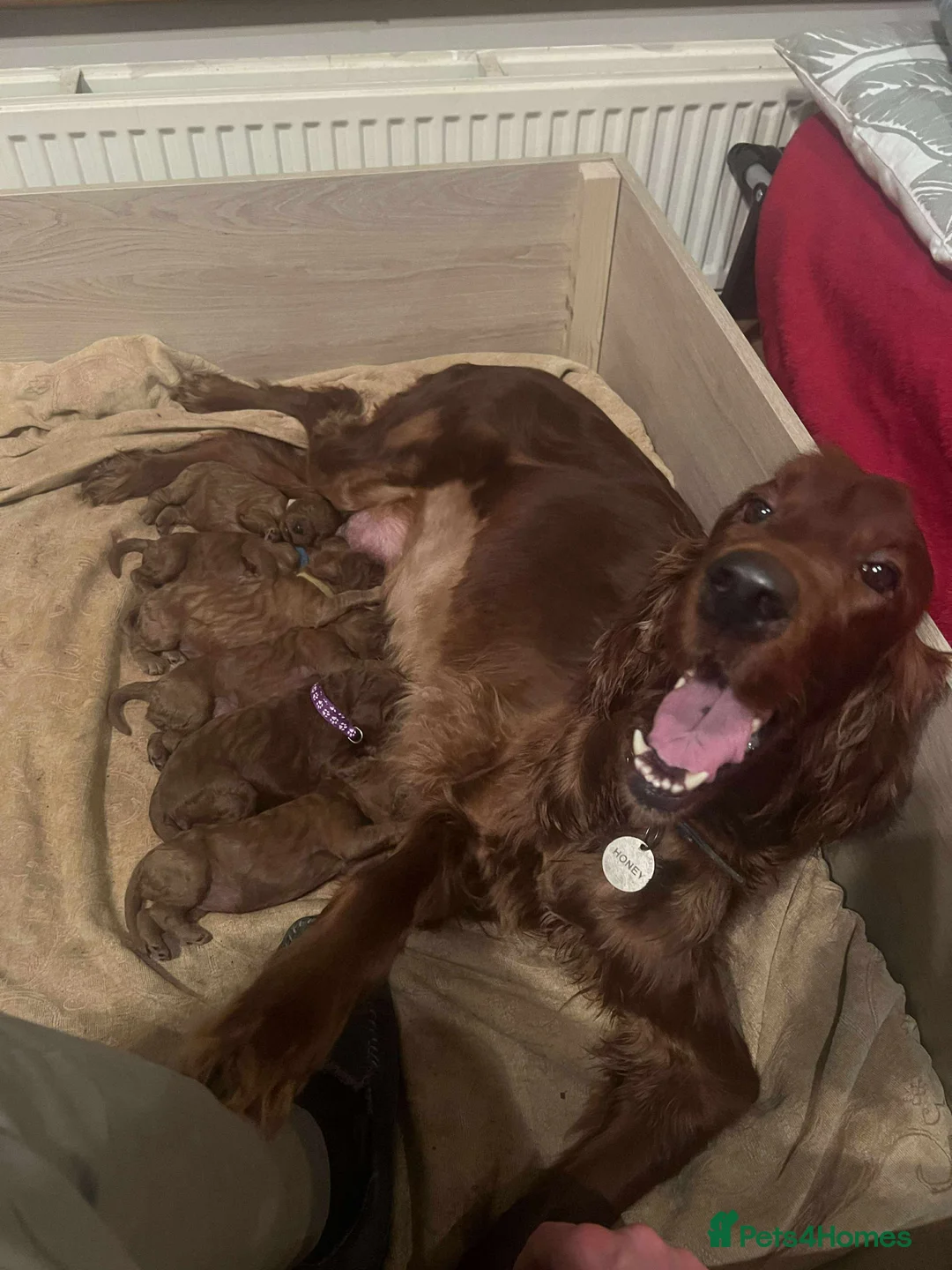 Irish Doodle dogs for sale: Stunning Irish Doodle Puppies F1 - Advert 4