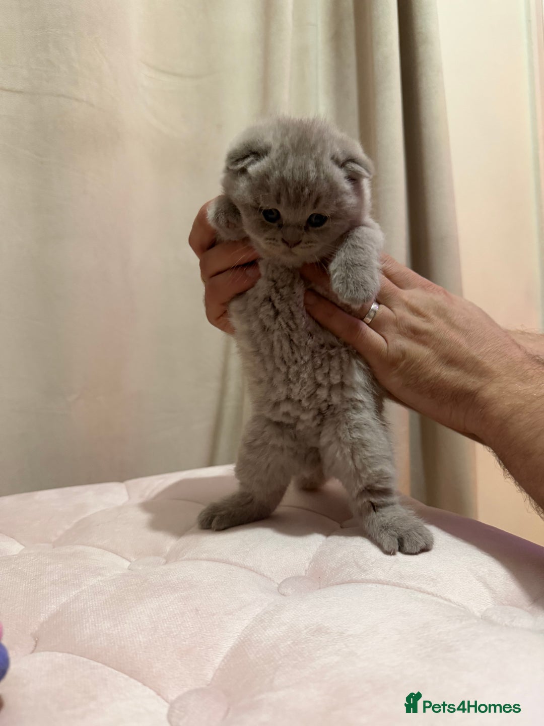 Scottish Fold cats for sale: Scottish Fold/ Straight kitties  - Advert 4