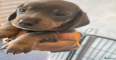 Dachshund dogs - Advert 6