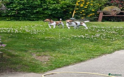 Jack Russell dogs for sale: Jack Russell puppies  - Image 19