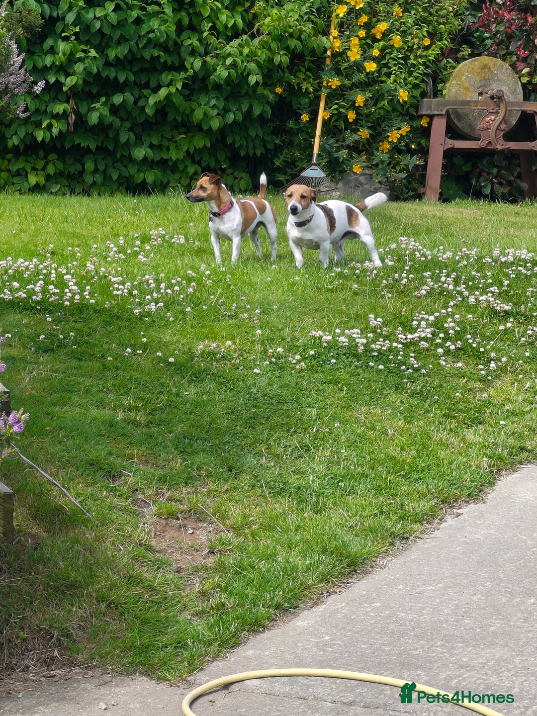 Jack Russell dogs for sale: Jack Russell puppies  - Image 19