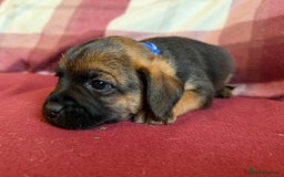 Border Terrier dogs for sale: Beautiful Border Terrier Puppies😍 - Advert 11