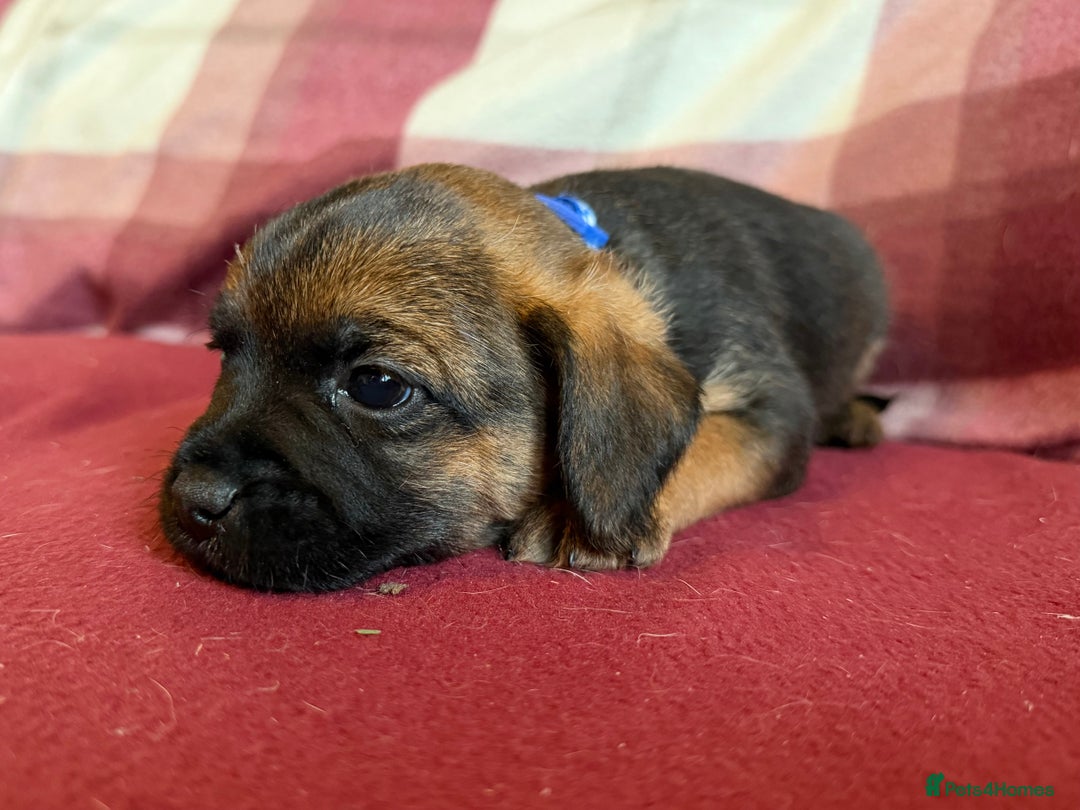 Border Terrier dogs for sale: Beautiful Border Terrier Puppies😍 - Advert 11