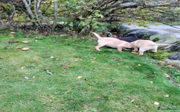 Labrador Retriever dogs for sale: Labrador pups for sale  - Image 9