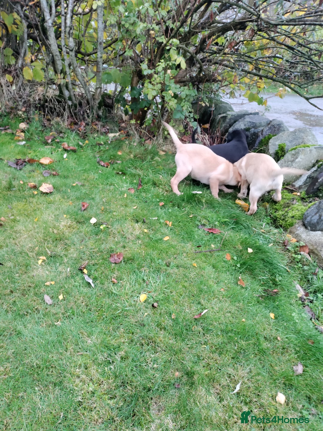 Labrador Retriever dogs for sale: Labrador pups for sale  - Image 9