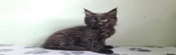 Maine Coon cats for sale: Maine coon kittens registered with GCCF - Advert 23