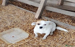 Mixed Breed dogs for adoption: RONNA - a beautiful tiny girl, for a Loving Home - Image 2