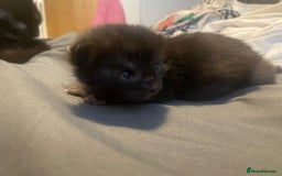 Maine Coon cats for sale: Maine coon cross kittens  - Image 5