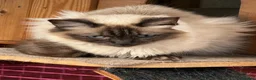 Ragdoll cats for sale: STUNNING SEAL POINT FEMALE RAGDOLL  - Advert 3