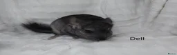 Chinchilla rodents for sale: Two Young Male Pedigree Chinchillas. - Advert 4