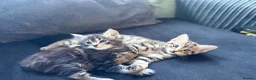 Maine Coon cats for sale: Maine coin x bengal kittens  in Melksham - Advert 10