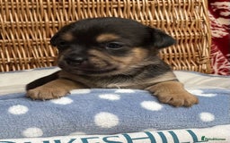 Jack Russell dogs for sale: Rare coloured mini Jack Russells - Image 12