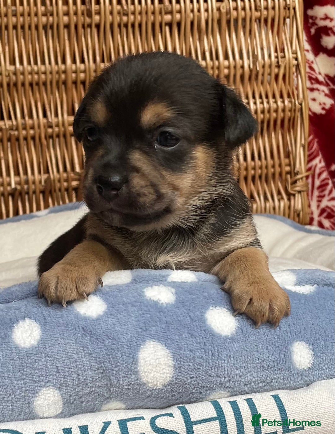 Jack Russell dogs for sale: Rare coloured mini Jack Russells - Image 12