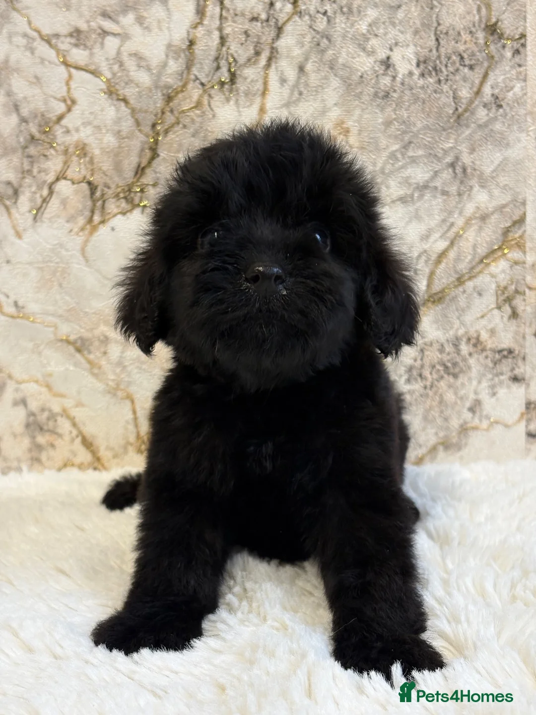 Cockapoo dogs for sale: F1 cockapoo puppies PRA FN clear - Advert 2