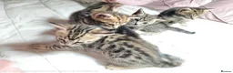 Bengal cats for sale: Little Bengal kittens - Advert 11