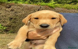 Labrador Retriever dogs for sale: Labrador (working) puppies - Image 4