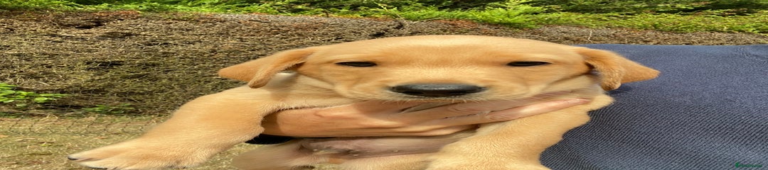 Labrador Retriever Puppy 1