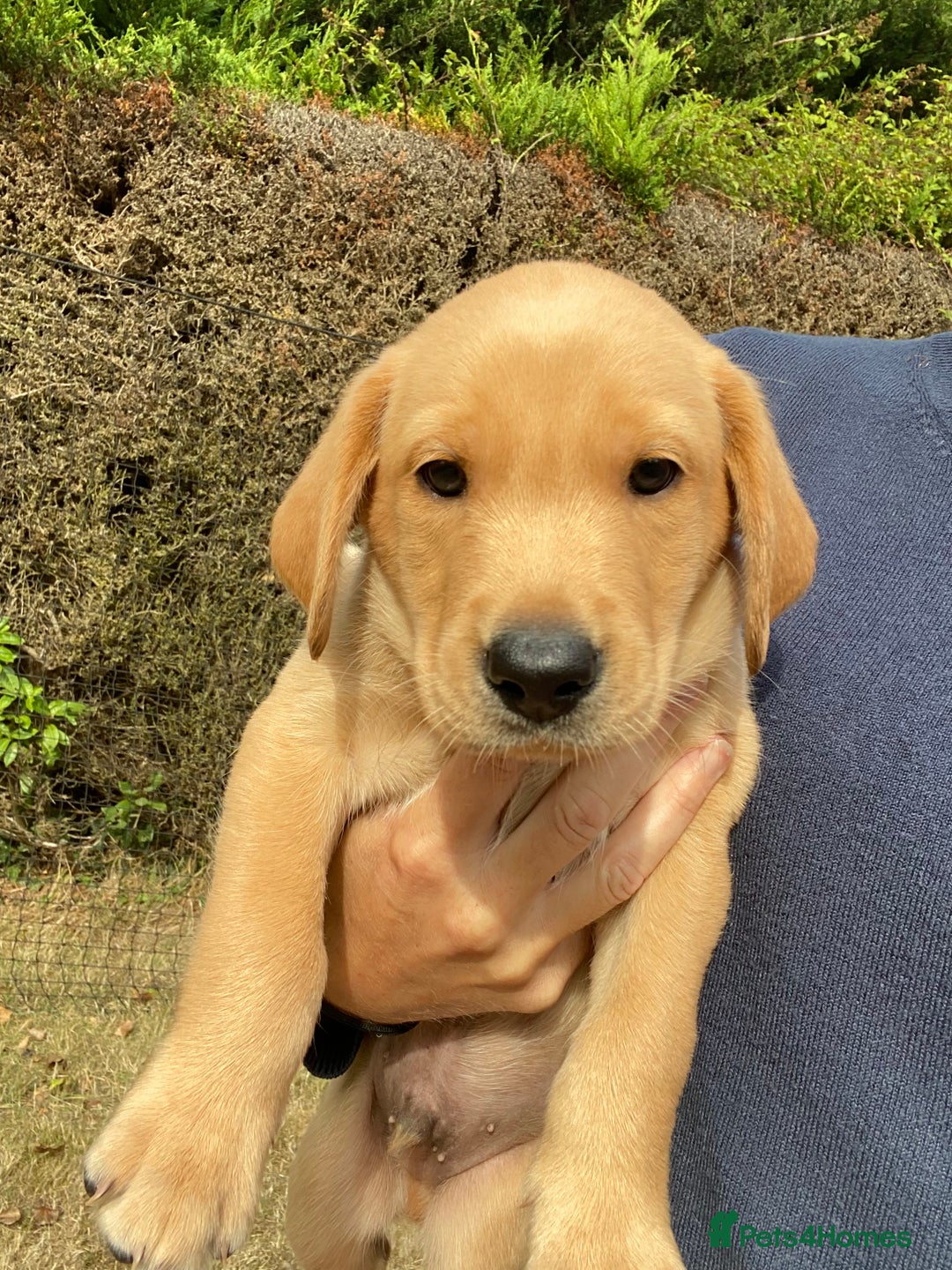 Labrador Retriever dogs for sale: Labrador (working) puppies - Image 4