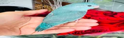 Parrots birds for sale: Gorgeous Parrots with Amazing Personalities in Norwich - Advert 9