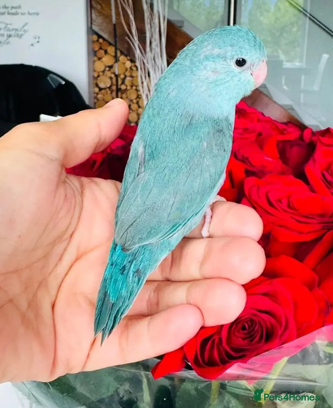 Parrots birds for sale: Gorgeous Parrots with Amazing Personalities in Norwich - Advert 9