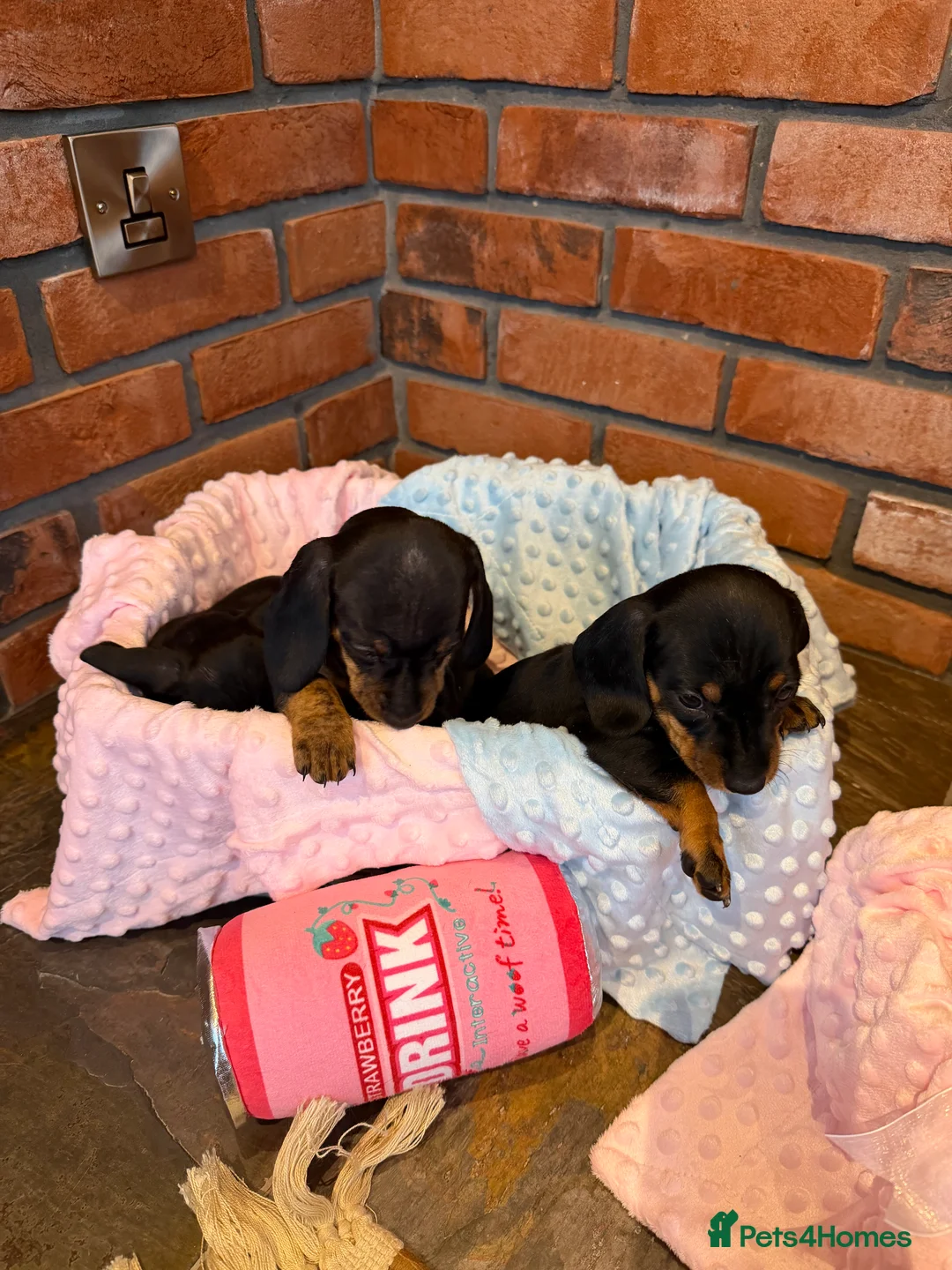 Dachshund dogs for sale: Miniature dachshunds  - Advert 13