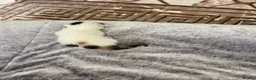 Mixed Breed cats for sale: Kitten for sale  - Advert 2