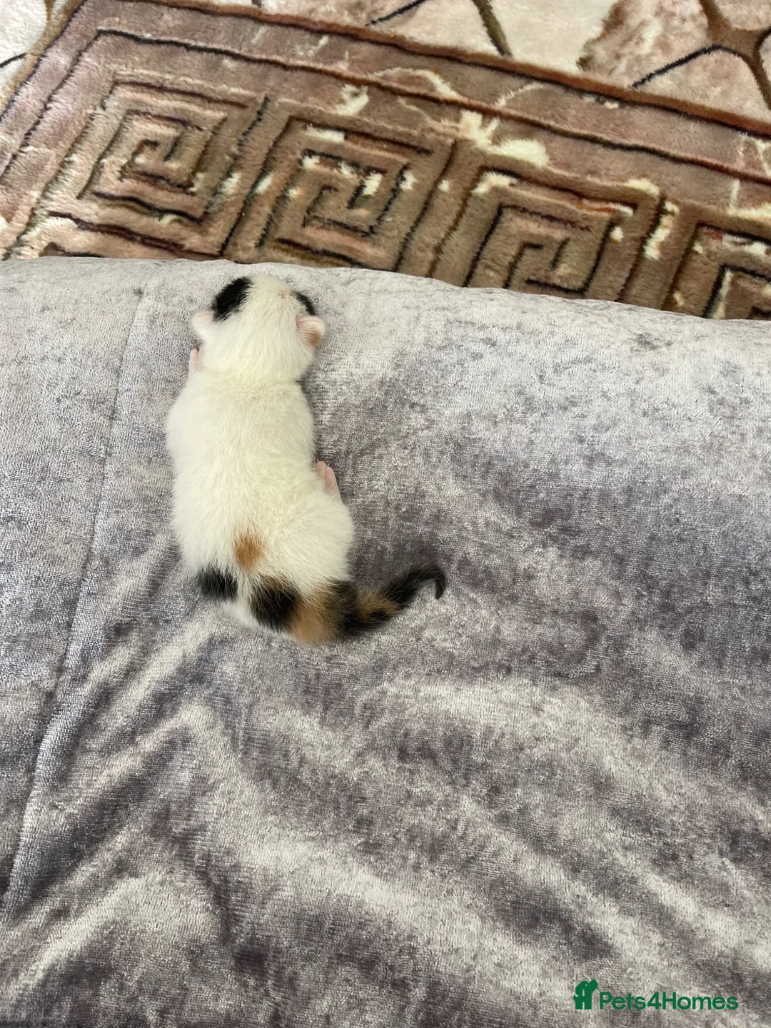 Mixed Breed cats for sale: Kitten for sale  - Advert 2