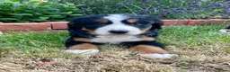 Bernese Mountain Dog dogs for sale: Bernese Mountain Dog Puppies - Advert 8