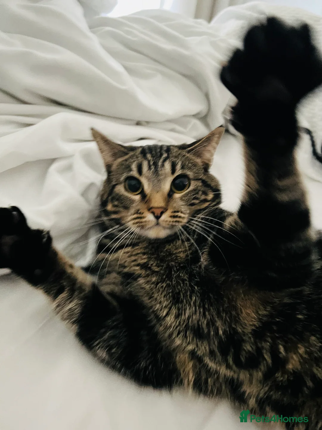 Domestic Shorthair cats for sale: Azar  - Advert 6